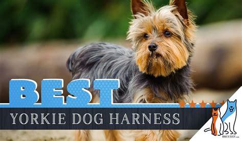 harness for a teacup yorkie|More.